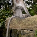 monkey_macaque_balinese_mf_ubud_v_0796_bal0809.jpg
